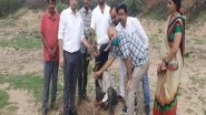 Business News | Plantation Drive Initiated by Zila Parishad, Jodhpur and Villagers of Uchiyarda