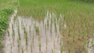 World News | Japan Preserves Its Legacy of Traditional Rice Farming for Last 2000 Years