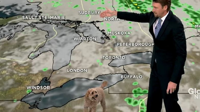 Storm, The Hungry Weather Dog, Has Become an Internet Sensation, Taking The Limelight Away From Canadian Weather Anchor Anthony Farnell in His Videos