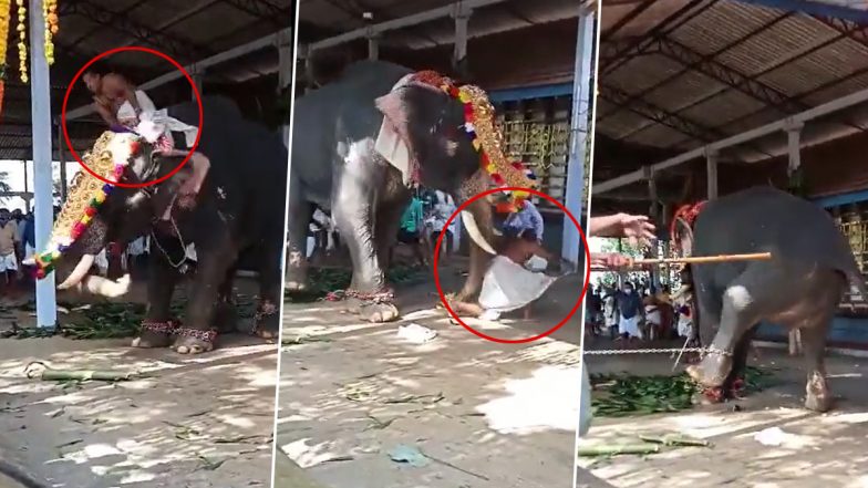 Kerala: Priest Falls As Elephant Goes Berserk at Thiruvilwamala Vilwadrinatha Temple, Watch Video