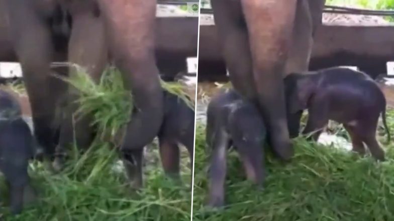 Rare Twin Elephants Born for the First Time in 80 Years, the Miracle Occurs in Sri Lanka at Pinnawala Elephant Orphanage (Watch Video)