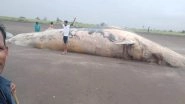 Shocking! 40-Feet-Long Whale Carcass Washed Ashore From Arabian Sea on Remote Mardes Beach in Maharashtra&rsquo;s Vasai