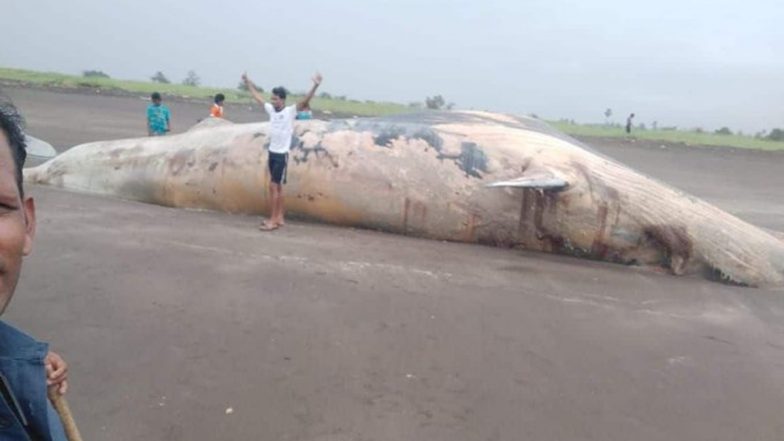 Shocking! 40-Feet-Long Whale Carcass Washed Ashore From Arabian Sea on Remote Mardes Beach in Maharashtra’s Vasai