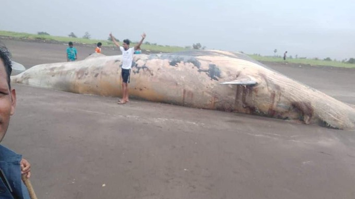 Viral News | 40-Feet-Long Whale Carcass Washed Ashore in Maha’s Palghar ...