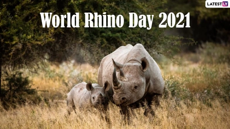 World Rhino Day 2021 Date and Theme: Know the Significance of the Day Raising Awareness of All Five Rhino Species