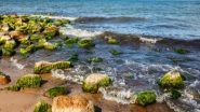 Science News | Study Suggests How Algae in Global Ocean Might Get Impacted by Climate Change
