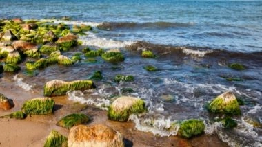Science News | Study Suggests How Algae in Global Ocean Might Get Impacted by Climate Change