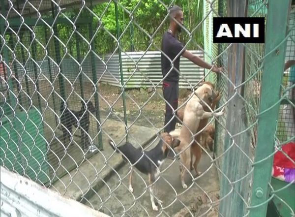 Techie Couple Leave IT Business in US To Help Stray Animals in India