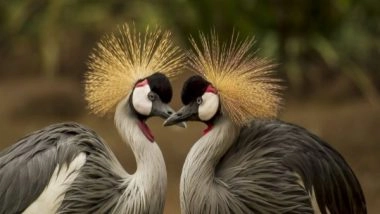 Science News | Birds, Mammals Evolve Faster Where Land Has Risen Most: Study