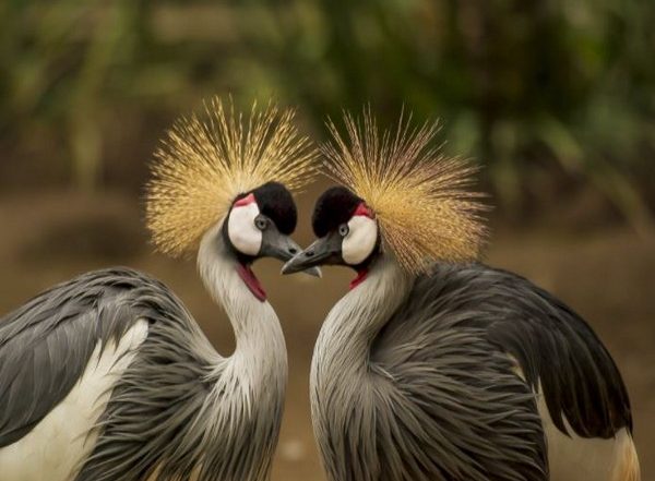 Science News | Birds, Mammals Evolve Faster Where Land Has Risen Most: Study