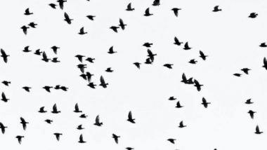 Science News | Study Finds Bird Malaria is Spreading Via Global Hotspots