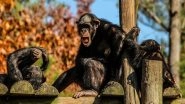 Prehistoric Primates Had Sweet Tooth, Say Researchers
