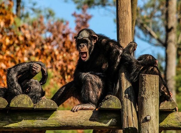 Prehistoric Primates Had Sweet Tooth, Say Researchers