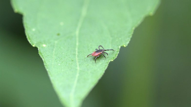 Can Animals Survive Without Sex? These Beetles Have Survived for Years Without Sexual Reproduction
