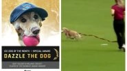 Dazzle, The Dog Who Invaded Women&rsquo;s T20 Game in Ireland, Wins ICC Dog of the Month, Also Adjudged as The Best Fielder & Player of the Moment (Watch Video)