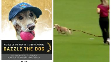 Dazzle, The Dog Who Invaded Women’s T20 Game in Ireland, Wins ICC Dog of the Month, Also Adjudged as The Best Fielder & Player of the Moment (Watch Video)