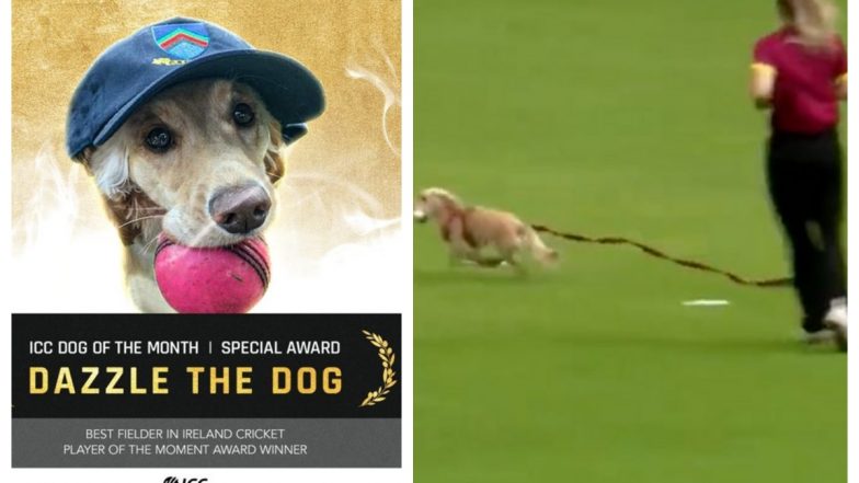 Dazzle, The Dog Who Invaded Women’s T20 Game in Ireland, Wins ICC Dog of the Month, Also Adjudged as The Best Fielder & Player of the Moment (Watch Video)