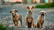 Animal Cruelty: Kerala Woman Sets Dog, 7 Puppies on Fire; Booked After Video Surfaces
