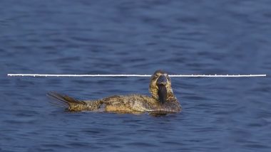 There's A Talking Australian Musk Duck! Viral Video Shows Bird Imitating Human-Like Speech, Says 'You Bloody Fool'