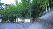 World News | 'Chikurin No Michi', a Bamboo Forest in Japan's Kyoto Attracts Visitors