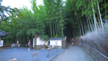 World News | 'Chikurin No Michi', a Bamboo Forest in Japan's Kyoto Attracts Visitors