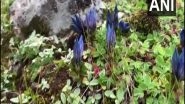 India News | Rare Variety Flowers Seen Near Kedarnath Temple in Uttarakhand