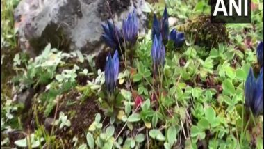 India News | Rare Variety Flowers Seen Near Kedarnath Temple in Uttarakhand