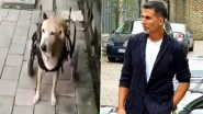 Akshay Kumar Lauds Ayesha Jhulka&rsquo;s Foundation for Helping Out Accident-Met Stray Dog Teddu with a Wheel Chair (Watch Video)