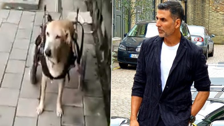 Akshay Kumar Lauds Ayesha Jhulka’s Foundation for Helping Out Accident-Met Stray Dog Teddu with a Wheel Chair (Watch Video)