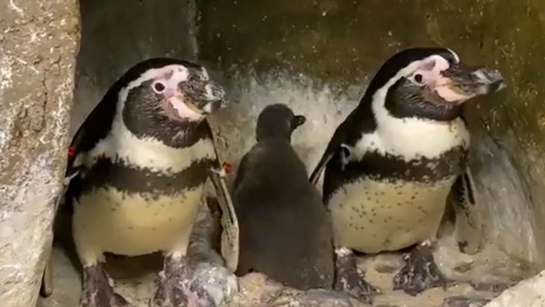 Mumbai: New Baby Humboldt Penguin Born at Byculla's Veermata Jijabai Bhosale Udyan And Zoo (Watch Video)