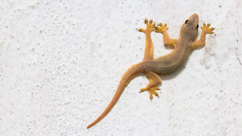 Karnataka: 80 School Students Fall Sick After Consuming Sambar of Midday Meal With Dead Lizard in Haveri