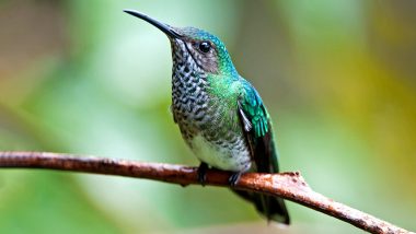 Female White-Necked Jacobins Hummingbirds Keep Male-Like Feathers to Avoid Social Harassment: Study