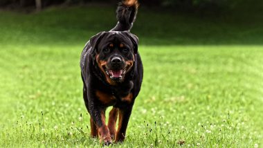 Ireland Bestiality Case: 29-Year-Old Woman, Accused of Having Sex With Rottweiler Dog, Faces Trial in Dublin Court