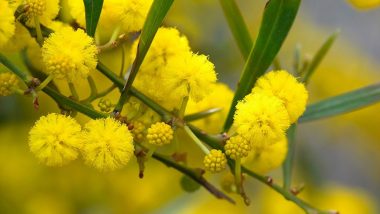 Spring Season 2021 in Australia: Netizens Share Happy Wattle Day Wishes, Beautiful Images Of Acacia Pycnantha Flower, Greetings & Quotes To Celebrate The First Day Of Spring