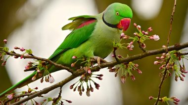 Wildlife Smuggling: Over 60 Rose-Ringed Parakeets Rescued from Delhi