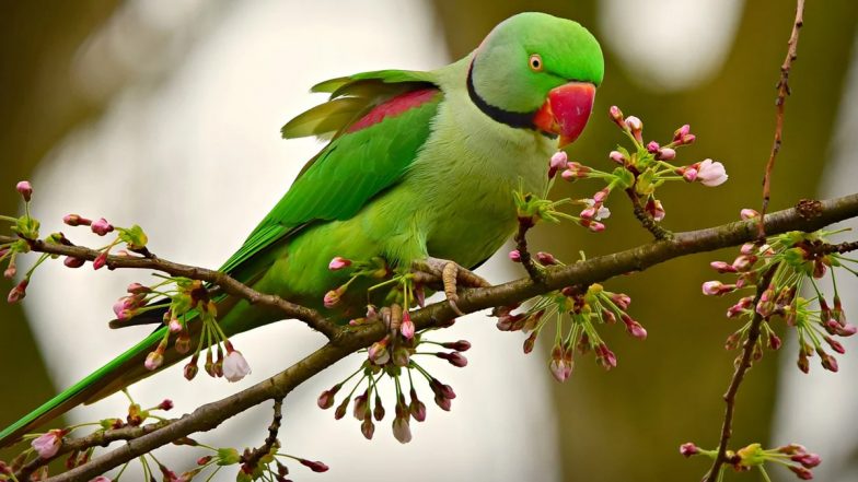 Wildlife Smuggling: Over 60 Rose-Ringed Parakeets Rescued from Delhi