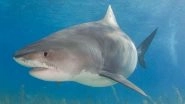 Science News | Study Reveals Tiger Sharks Are Social Creatures