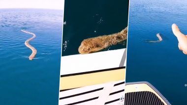 Huge Sea Snake Swimming Towards Paddle Boarder in This Viral Video Will Make Your Skin Crawl!