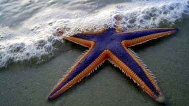 Science News | Scientists Discover Chemical Signals in Starfish Stop Them from Eating