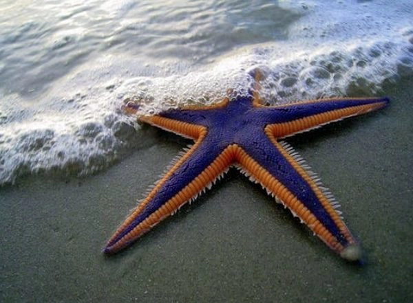 Science News | Scientists Discover Chemical Signals in Starfish Stop Them from Eating