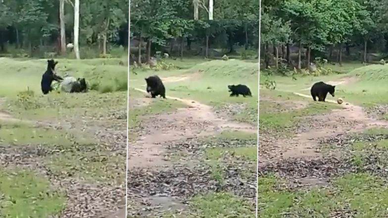 Odisha: Two Wild Bears Spotted Playing With a Football in Nabarangpur (Watch Video)