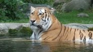 Tigress Amanalabali Found Dead, Dumped in Well at Bandhavgarh Tiger Reserve in Madhya Pradesh
