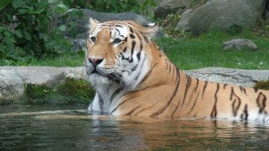Chandrapur: Tigress Found Dead in Ballarpur Forest Range