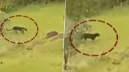 Rare Black Panther Spotted Near Famous Pratapgad Fort in Mahabaleshwar, Video Goes Viral