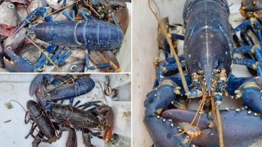 Rare Blue Lobster, Having 1 in 2 Million Chance of Being Caught, Found by Fisherman in Scotland (View Pics)
