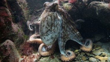 Female Octopuses Throw Rocks, Silt or Shells at Males Who Harass Them and Attempt To Mate With Them, Finds Study