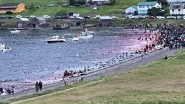 Dolphin Deaths in Faroe Islands: Over 1,400 White-Sided Dolphins Killed During Traditional Whaling Hunt, Netizens Fume Over Barbaric Incident