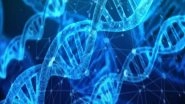Science News | Study Suggests Dynamic Twists, Loops Can Enable DNA to Modulate Its Function