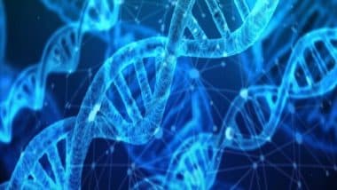 Science News | Study Suggests Dynamic Twists, Loops Can Enable DNA to Modulate Its Function