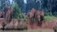 India News | Odisha: People Fear for Crops as Herd of Elephants Come in Mayubhanj